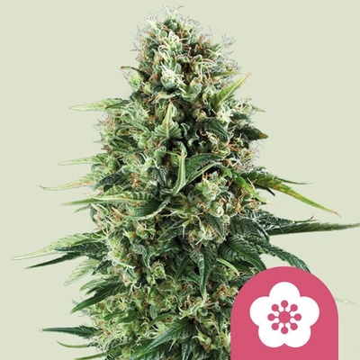 Royal Queen Seeds Power Flower semienka neobsahujú THC 100 ks