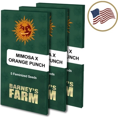 Barney's Farm Mimosa x Orange Punch semena neobsahují THC 10 ks