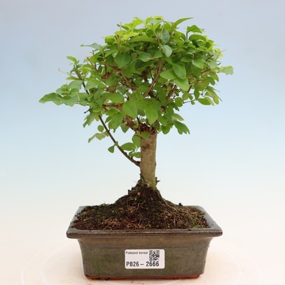e-bonsai Pokojová bonsai -Ligustrum chinensis - Ptačí zob