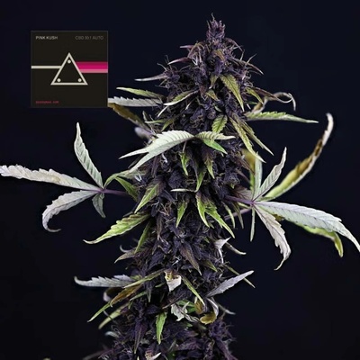 Seedsman Pink Kush CBD Auto semena neobsahují THC3 ks