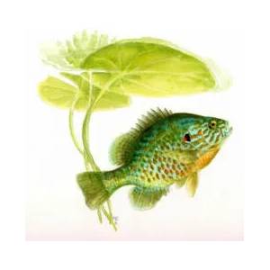 A Fish Guide to Freshwater Fishes of Ontario | Nicholas Mandrake, Mary Burridge (ISBN: 9780888545282)