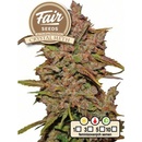 FAIR SEEDS Crystal Meth AUTO semena neobsahují THC 3 ks