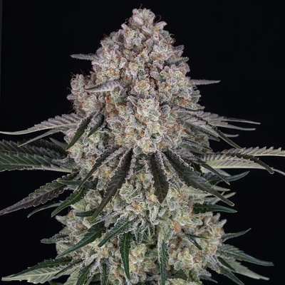Barney's Farm Sour Diesel AUTO semena neobsahují THC 3 ks
