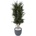 Verdissimo Lepto tree