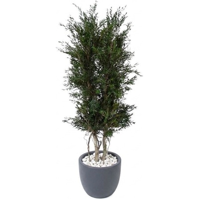 Verdissimo Lepto tree