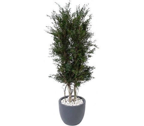 Verdissimo Lepto tree