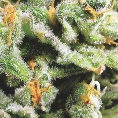 KC Brains Seeds Cristal Limit regular semienka neobsahujú THC 5 ks