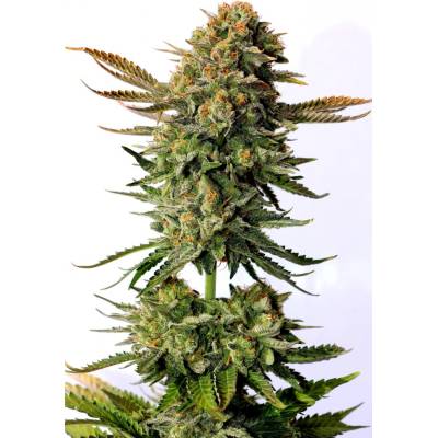 Kannabia Seeds Russian Doll semena neobsahují THC 3 ks