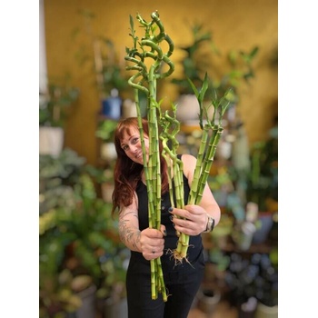 Bambus LUCKY BAMBOO mix - Heureka.cz