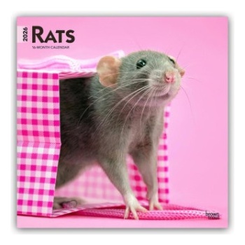 Browntrout Verlags GmbH Rats - Ratten 2026 - 16-Monatskalender