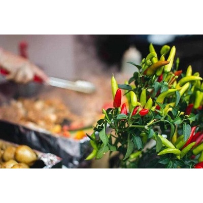 CHILLIMAT Chilli semena Tabasco 10 ks