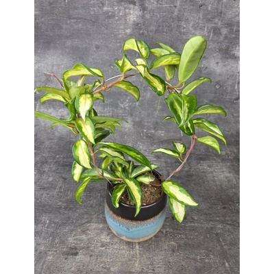 Hoya Carnosa Tricolor na kruhu 12 cm (Voskovka s nádherným zbarvením)