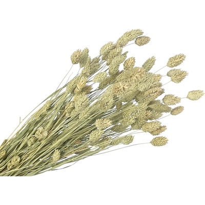 FLOWERIO Sušená tráva Phalaris - Chrastica 100g - prírodná
