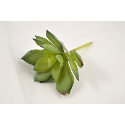 Sukulent tlustice zápich 5 cm - zeleno - vínový