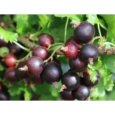 Josta kríková Ríbezľoegreš Jogusto 30-50 cm, kont. 2 l