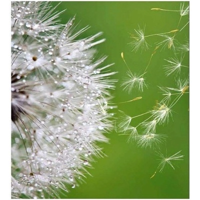 DIMEX MS-3-0121 vliesová fototapeta na zeď Letiaci páperie púpavy, rozmery 225 x 250 cm
