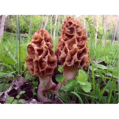 PLANTO Smrž obecný Morchella esculenta mycelium 750ml PO-SM-SO