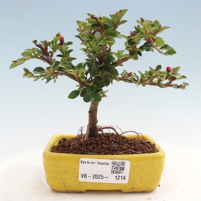 e-bonsai Venkovní bonsai - Cotoneaster horizontalis - Skalník