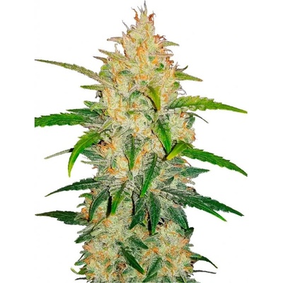 Fastbuds Zkittlez Auto semienka neobsahujú THC 100 ks