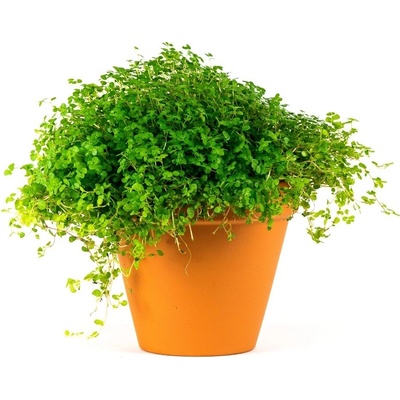 Gardners Soleirolia mix, průměr 9-11 cm Domácí štěstí