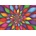 Magnolia - Puzzle Rainbow Petals - 1 000 piese