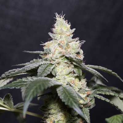 Vision Seeds Gary Payton semienka neobsahujú THC 3 ks