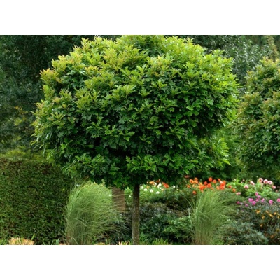 Dub močiarny Green Dwarf na 200-220cm kmeni, v. 240-280cm, obv. kmeňa 6-8cm, kont. 18-25l