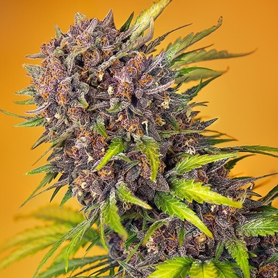 Sweet Seeds Diablo Rojo XL Auto semienka neobsahujú THC 25 ks