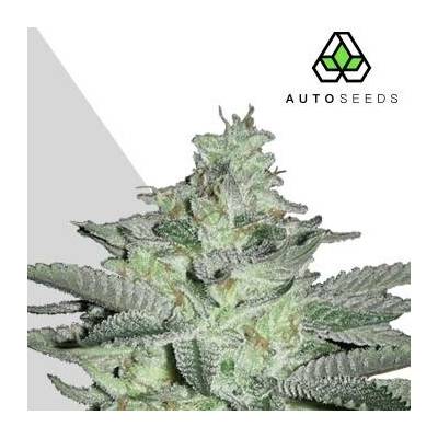 Auto Seeds Diesel Berry AUTO semena neobsahují THC 5 ks