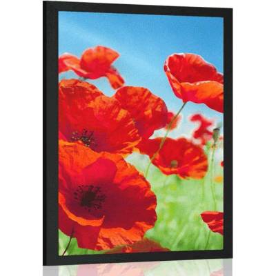 Plakát květiny máku na louce - 40x60 no frame