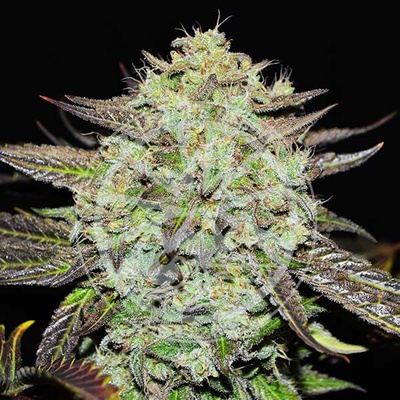 Delicious Seeds Purple Mango Kush semena neobsahují THC 3 ks