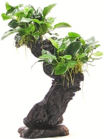 Dennerle Bonsai M s Anubias nana 20 x 10 x 30 cm od 790 K - Heureka.cz