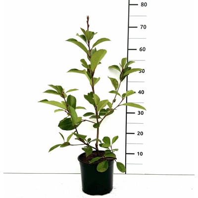 Photinia fraseri 'Carré Rouge' Prodejní velikost: 020/030, Velikost hrnku: 1,5 l – Zboží Mobilmania