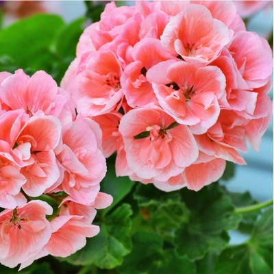 Muškát páskatý Jitka F1 - Pelargonium zonale - osivo muškátu - 6 ks