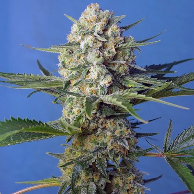 Sweet Seeds Crystal Candy F1 Fast Version semienka neobsahujú THC 3 ks