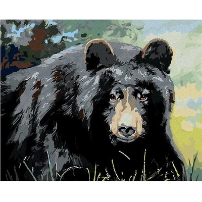 zuty Malování Podle Čísel Medvěd Pohled Do Očí D. Rusty Rust 40 x 50 Cm Plátno Rám