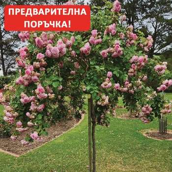 Kordes® Щамбова Роза Jasmina® - Kordes®