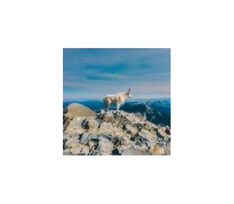 LIIMA: II LP