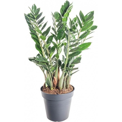 Kulkas zamiolistý, Zamioculcas zamiifolia, průměr květináče 17 cm