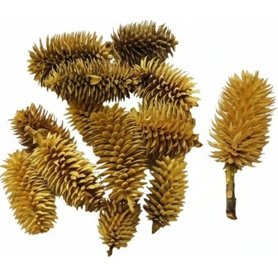 šištičky Osmanthus cca 40 g, žluté