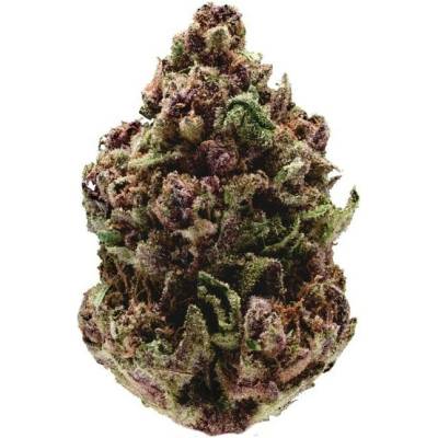 Growers Choice Pink Magic Fast Version semena neobsahují THC 5 ks