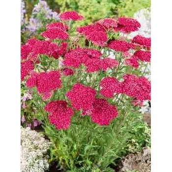 Krvavec obyčajný, ružové semená 0,2 g