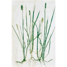 Södahl Grass 50x70