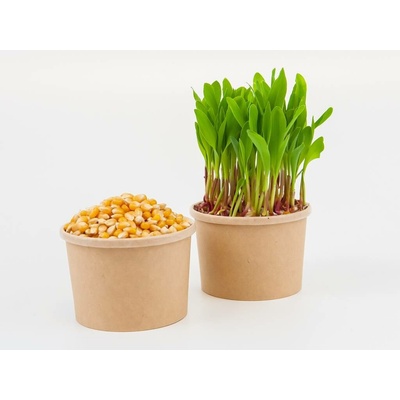 Tiny Greens Kukuřice BIO semínka na klíčení a 100 g