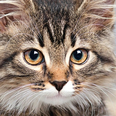 CURIOSI Štvorcové Q Animal Mačka 66 dielov