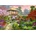 Bluebird Puzzle - Puzzle Davison: Japan Garden - 1 000 piese