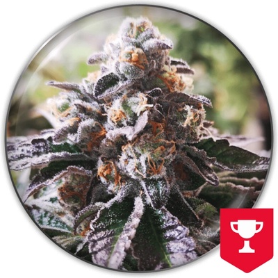 Medical Seeds Co. Cookies Purple Punch semienka neobsahujú THC 3 ks