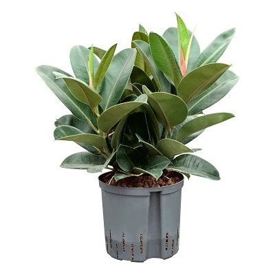 Ficus elastica robusta bush 22/19 v. 65 cm