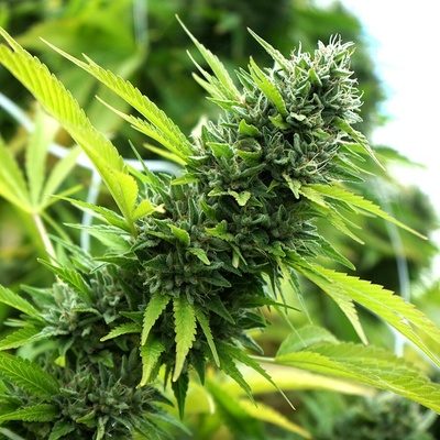 Humboldt Seed Organization Banana Sapphire semena neobsahují THC 10 ks