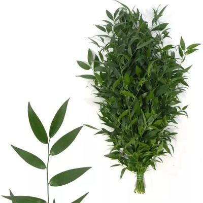 RUSKUS MINI ITALY SHORT 200g